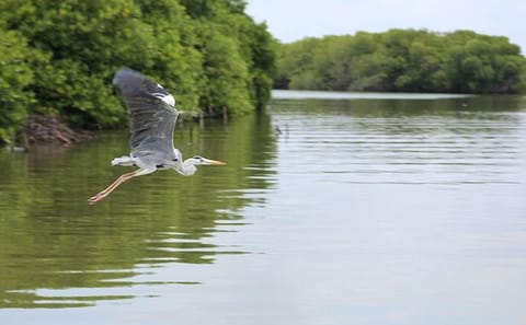 Lagoon Escapes Negombo Day Trip