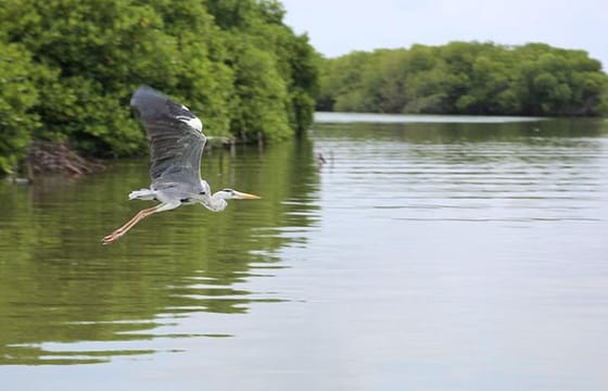 Lagoon Escapes Negombo Day Trip