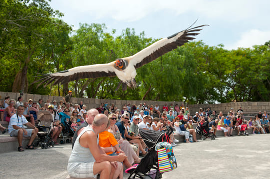 Skip the Line: Jungle Park Tenerife Entrance Ticket