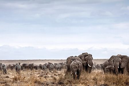 Budget Wildlife Safari in Tanzania: Lake Manyara, Serengeti & Ngorongoro