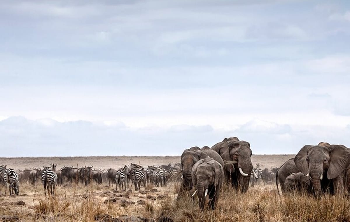 6Days Lake Manyara Serengeti Ngorongoro &Tarangire Budget Safari