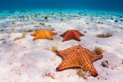 North Side Blue Channel & Starfish Snorkeling, 30min JetSki, Shuttle Included