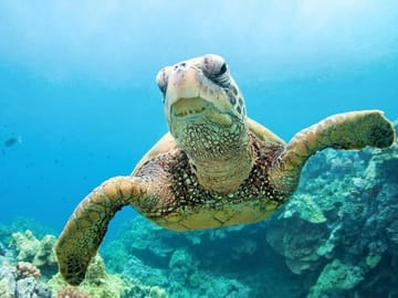 Snorkeling Day Trip to Abu Dabbab Beach in Marsa Alam