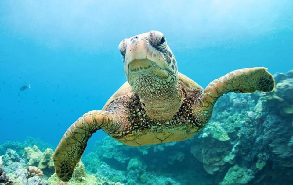 Snorkeling Day Trip to Abu Dabbab Beach in Marsa Alam