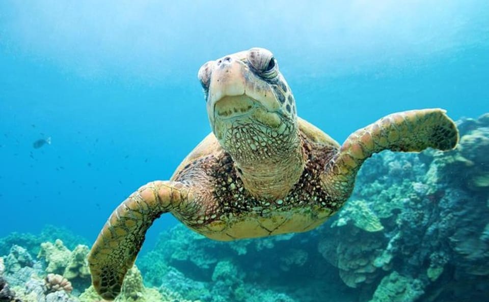Snorkeling Day Trip to Abu Dabbab Beach in Marsa Alam