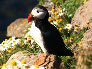 Puffin Tour by RIB Speedboat from Downtown Reykjavik, photo 7