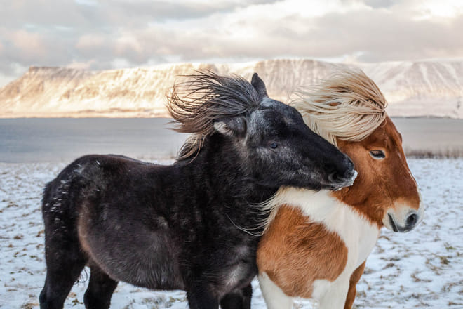 Grand Golden Circle & Horse Riding Tour photo 4