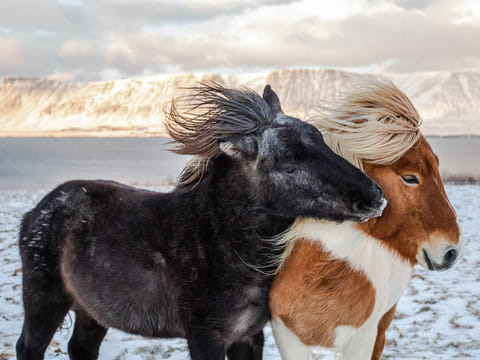 Grand Golden Circle & Horse Riding Tour, photo 4