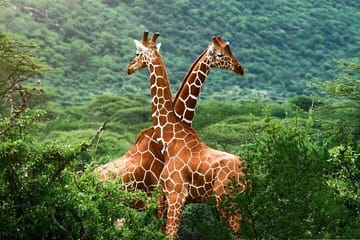 Giraffe Center and Elephant Orphanage Daily Tour