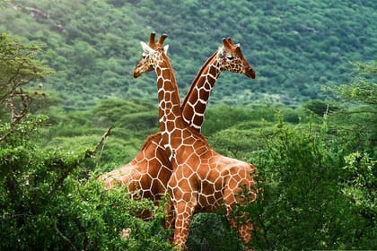 Giraffe Center and Elephant Orphanage Daily Tour