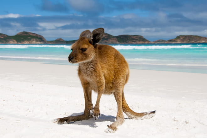 Sydney to Cairns and Lucky Bay Tour
