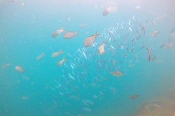 Small Group Snorkeling in Hikkaduwa
