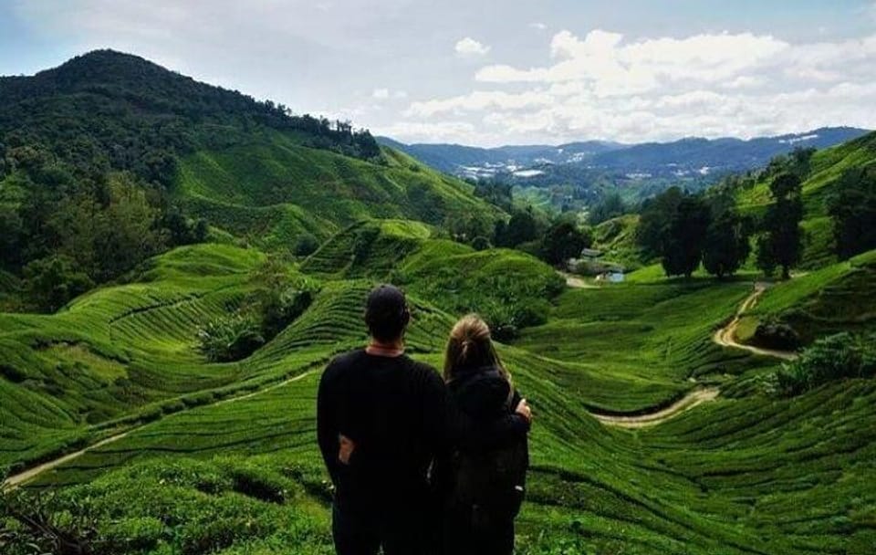 Cameron Highlands Day Tour from Ipoh with Lavender Garden and Tea Plantation