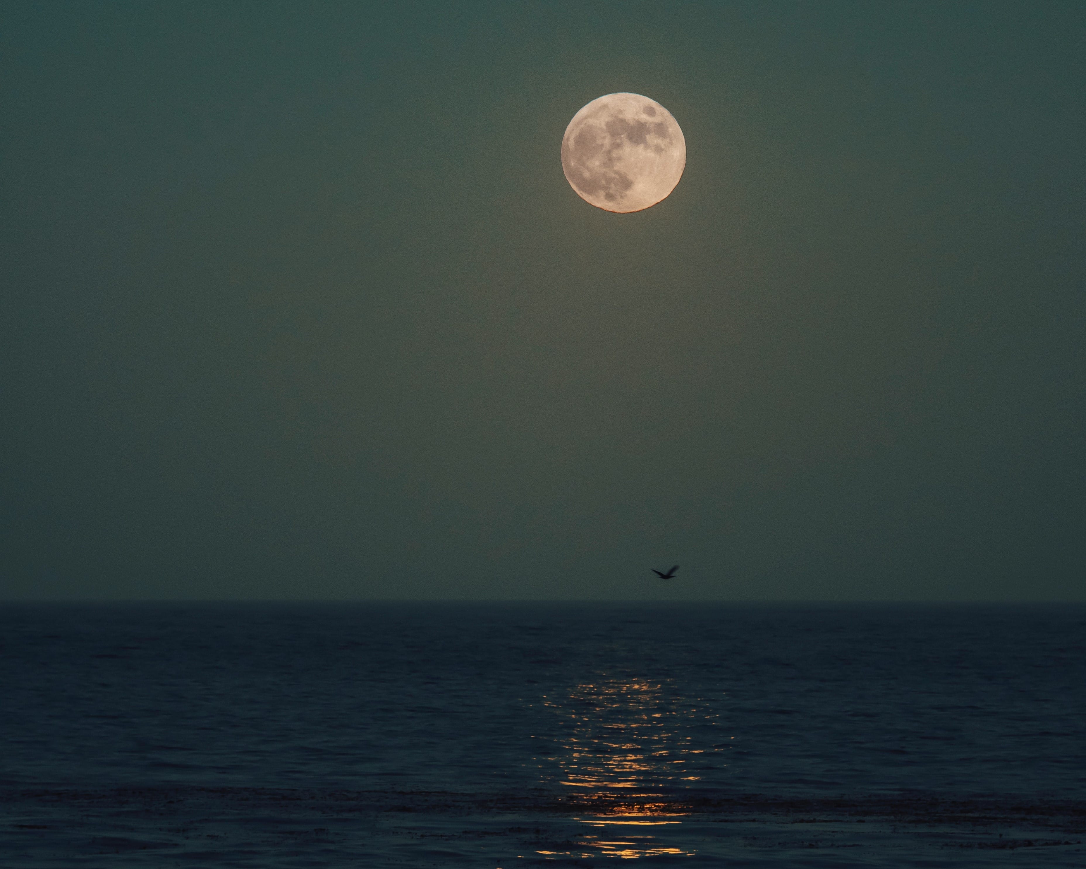 Copper-colored moon with a slight reflection in the sea as it flies above birds.
