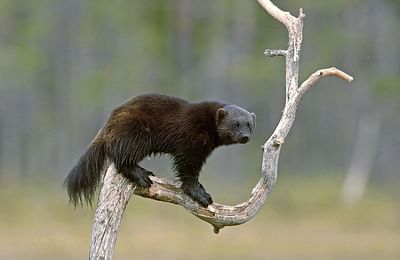 Self-drive wildlife adventure