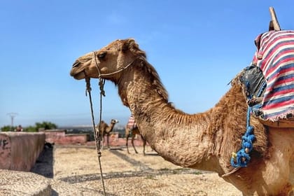 Essaouira Private Day Trip