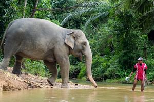 Khao Lak: 1-Hour Elephant Sanctuary Eco-Journey with Shuttle