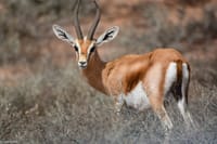 Souss Massa National Park - guided half day tour 3
