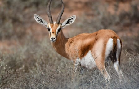 Guided Half-Day Tour of Souss Massa National Park from Agadir