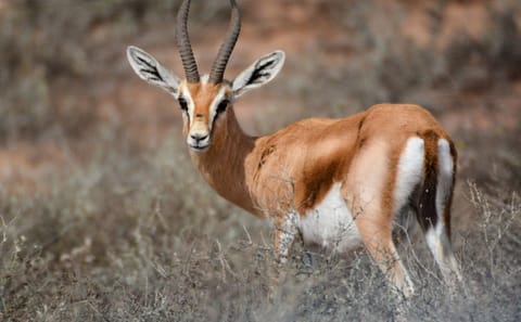 Guided Half-Day Tour of Souss Massa National Park from Agadir