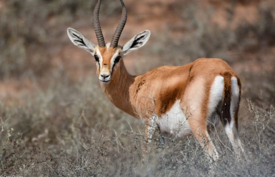 Souss Massa National Park – guided half day tour from Taghazoute
