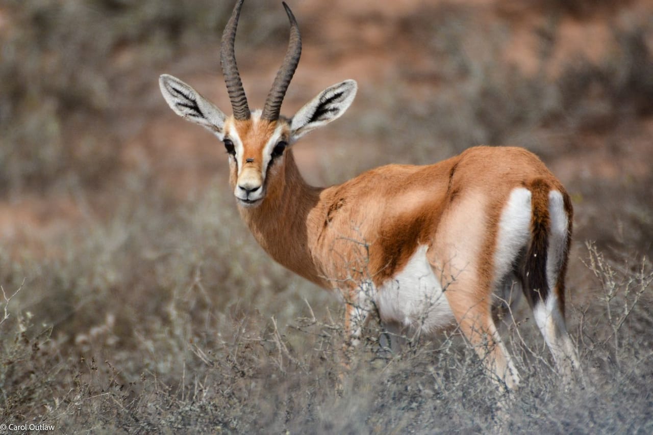 Souss Massa National Park - guided half day tour 3