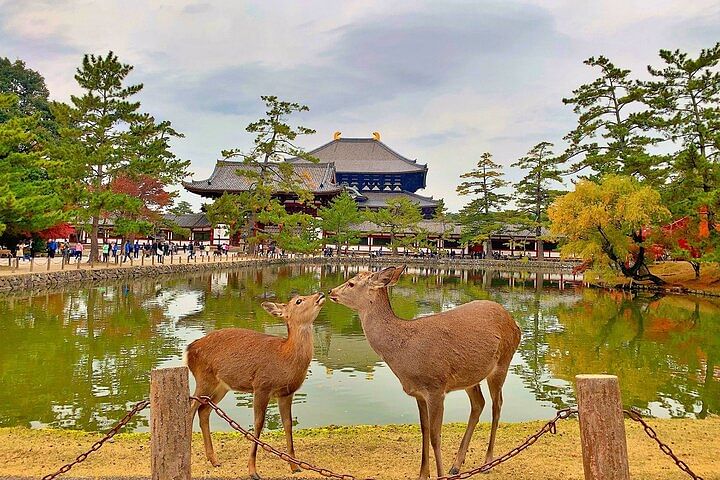 Discover Nara Park: A Day with Deer and Ancient Temples