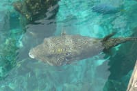 Clear crystal water make you able to see the fish from the boat