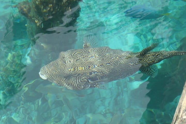 Clear crystal water make you able to see the fish from the boat