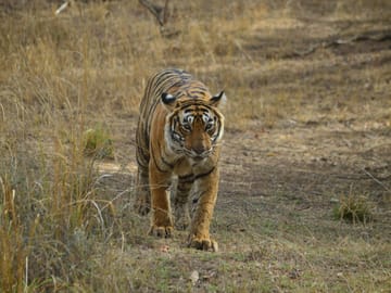 4-Day Private Jaipur & Ranthambore Wildlife Tour