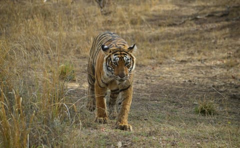 4-Day Private Jaipur & Ranthambore Wildlife Tour