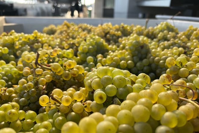 Best Wines Best Views | Full Day Private Willamette Valley Tours - Photo 1