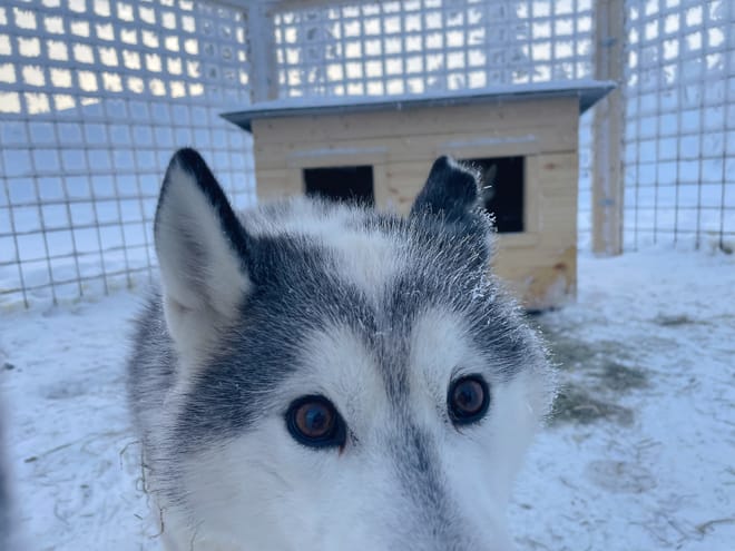 Husky Farm Visit & Sled Ride Experience photo 4