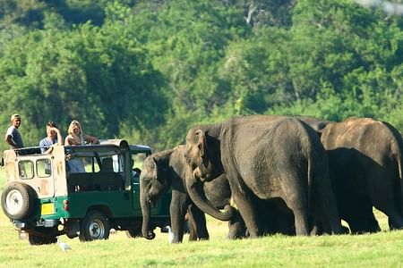 Private Jeep Safari in Minneriya National Park: Witness the Elephant Gathering