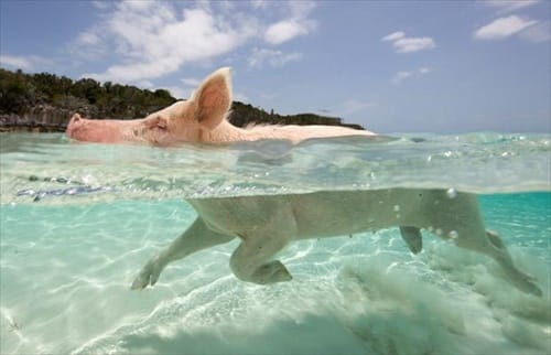 Exuma Explorers: Swimming Pigs & Highlights