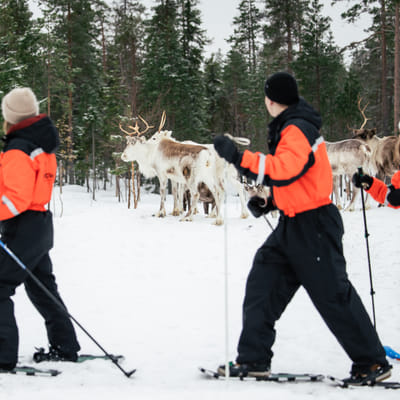 Snowshoe trip to meet reindeer in Rovaniemi
