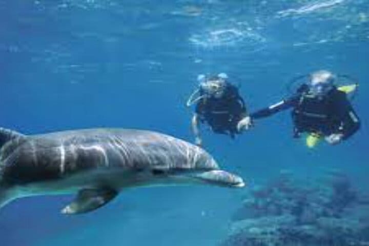 Scuba Diving Sea Trip with Lunch and Transfer from Hurghada