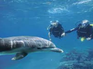 Scuba Diving Adventure in the Red Sea from Hurghada