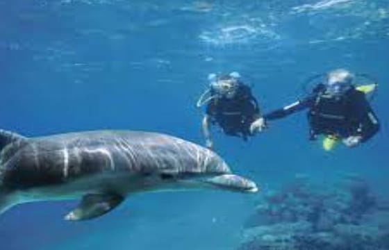 Scuba Diving Sea Trip with Lunch and Transfer from Hurghada