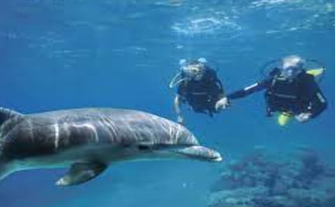 Scuba Diving Adventure in the Red Sea from Hurghada