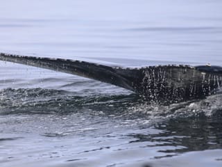 Best Value Whale Watching tour from Reykjavik, photo 32