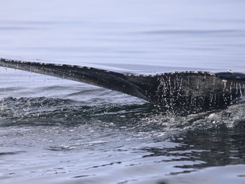 Best Value Whale Watching tour from Reykjavik, photo 32