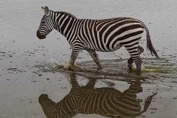 3-Day Luxury Safari in Amboseli National Park from Nairobi