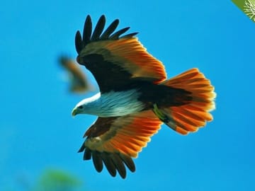 Affordable Langkawi Group Tour – SkyCab, Sky Bridge & Highlights