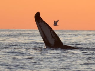 Midnight Sun Whale Watching, photo 12