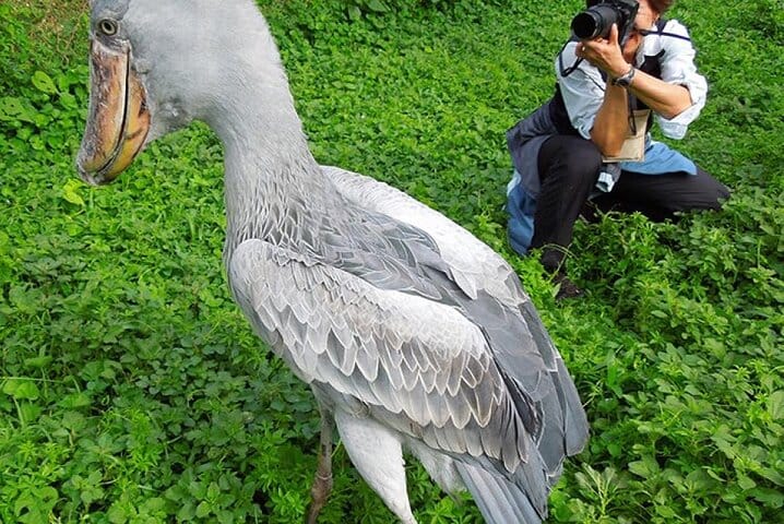 1 Day Shoebill Stork and Birding Experience