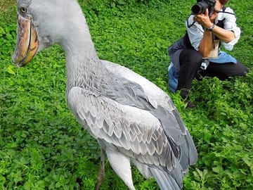 Birdwatching Tour to See Shoebill Stork in Kampala, Uganda