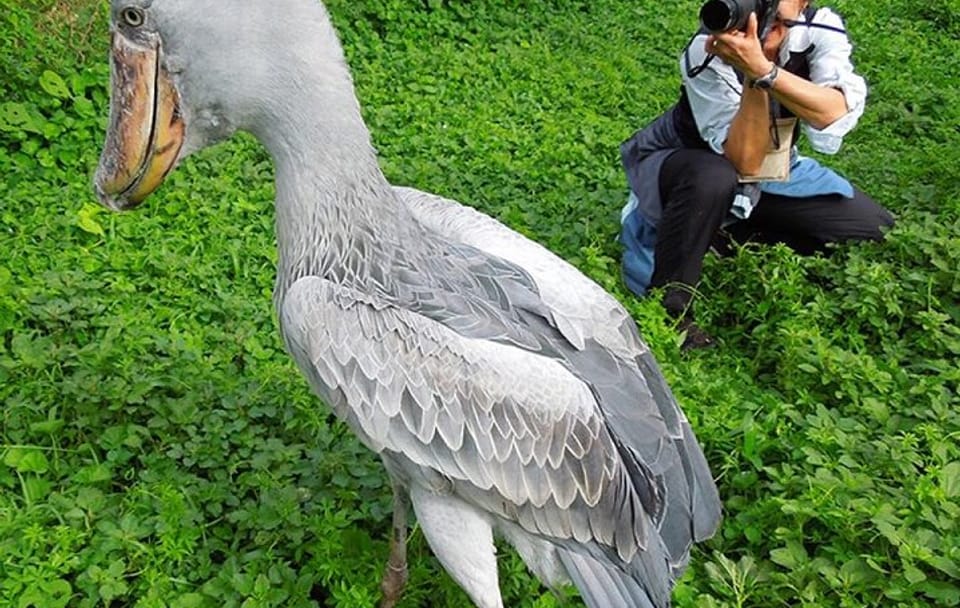 1 Day Shoebill Stork and Birding Experience