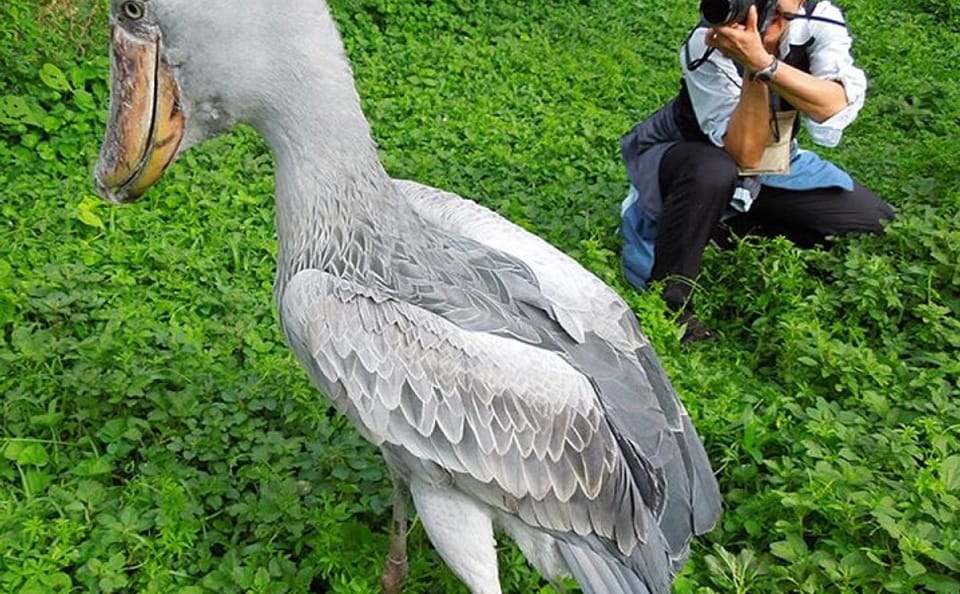 Birdwatching Tour to See Shoebill Stork in Kampala, Uganda