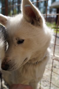 Pure husky kennel visit